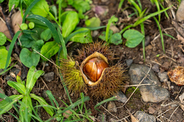 Chestnuts are falling on the ground in mountain, JAPAN.