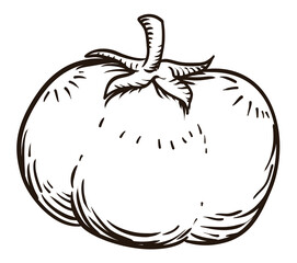 Plump tomato with stem in hand drawn style, Vector illustration