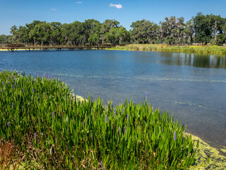 Ocala Wetlands Recharge Park pond and vegetation
