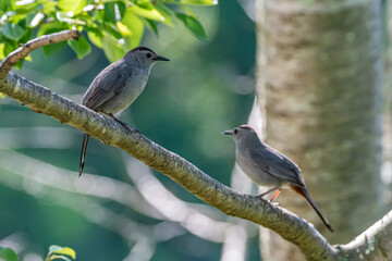 Pair of Gray Catbirds on a Branch