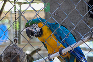 Blue And Yellow McCaw At A Bird Rescue. 