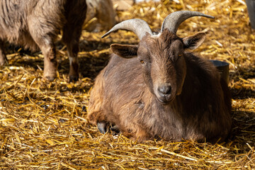 close up of a brown furred goat resting under the sun in a barn