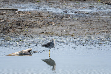 close up of one Greater yellowlegs bird searching for food by the coast