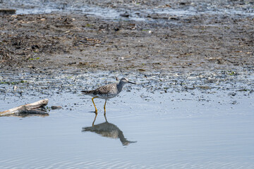 close up of one Greater yellowlegs bird searching for food by the coast
