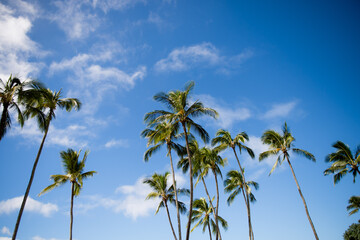 Palm trees on a sunny day
