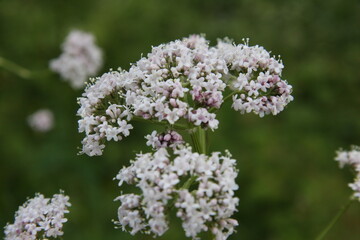 Valerian in Bloom