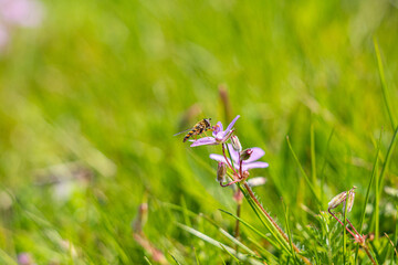 close up of a fruit fly resting on a small pink flower on the green grassy ground under the sun