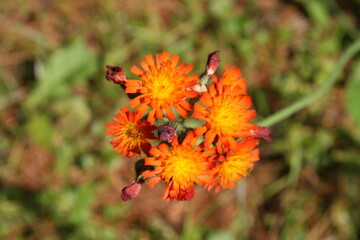 Fox and Cubs Flower