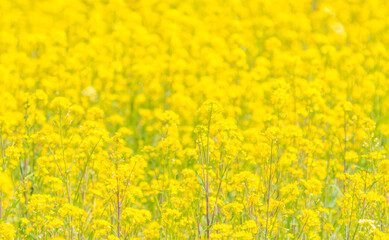 Obraz premium 甲州市塩山の春風景