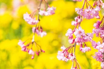 Fototapete 甲州市塩山の春風景 © kt-wat