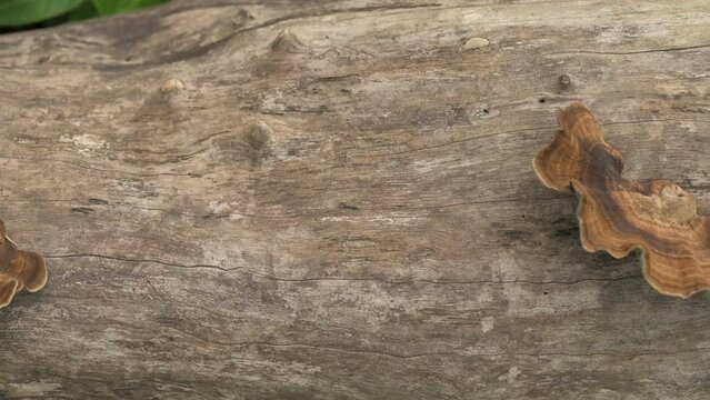Microporus, big fungi or fungus, family polyporaceae is grown on cut tree trunk. West Bengal, India. Slow motion footage.