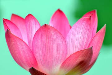 Blossoming lotus flowers
