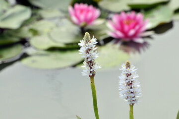flower in the garden