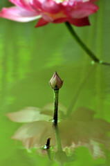 lotus flower leaf in pond
