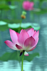 Blossoming lotus flowers