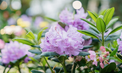 Blooming flowers in garden