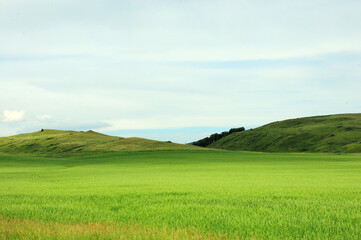 A field of growing oats at the foot of a ridge of high hills.
