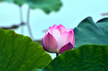 Blossoming lotus flowers