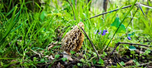 Springtime Morel 