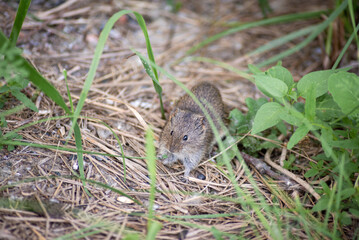a small wild mouse in the forest crawls among the grass. The color of the animal disguises itself...