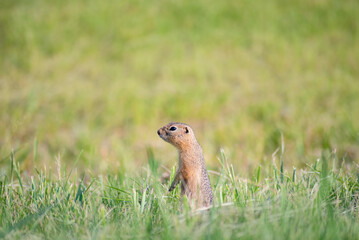 wild young cute gopher peeks out from behind the tall grass