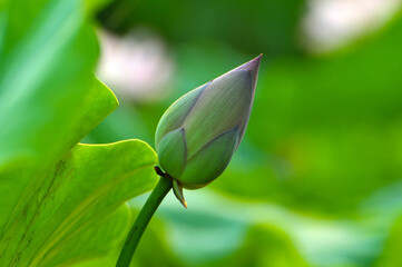 Blossoming lotus flowers