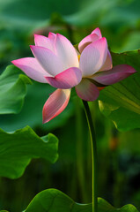 Blossoming lotus flowers