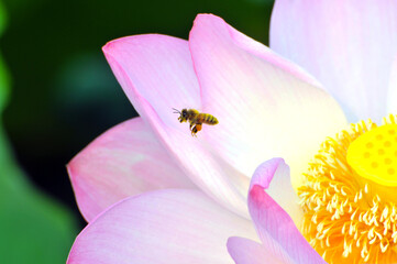 Fototapeta na wymiar blossoming lotus flowers and bee