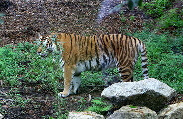 Big Amur tiger lives in the zoo