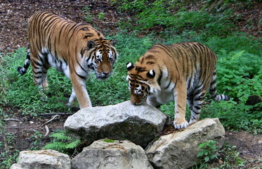 Fototapeta premium Big Amur tiger lives in the zoo