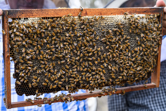 A beekeeper holds a frame with bees. Honey production. Apiary in nature. Natural food. bees on