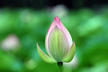 Fototapeta premium Blossoming lotus flowers
