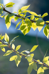 A branch with young leaves in natural conditions in spring.