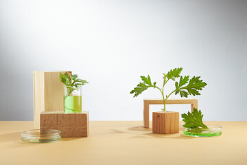 A front view of mugwort (artemesia vulgaris ) decorated with glassware and wooden cube blank space in white background 