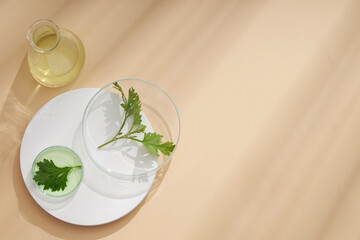 Top view of mugwort ( artemesia vulgaris ) decorated in petri dish glassware white podium and beige background