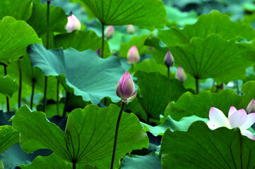 pink lotus flowers in pond