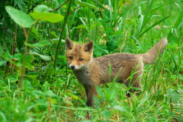キタキツネの子