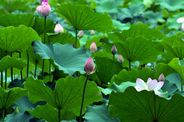 Blossoming lotus flowers