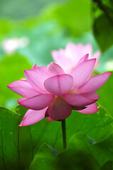 Blossoming lotus flowers