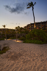 palm trees on the beach at sunset