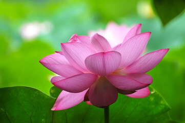 Fototapeta premium Blossoming lotus flowers
