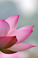 Blossoming lotus flowers