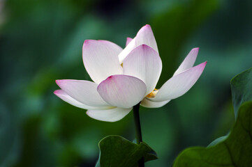 Blossoming lotus flowers