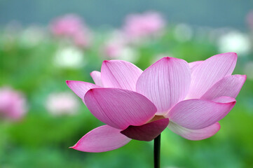 Fototapeta premium Blossoming lotus flowers