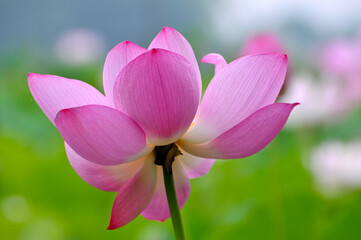 Blossoming lotus flowers