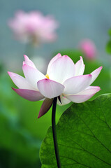 Blossoming lotus flowers