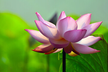 Blossoming lotus flowers