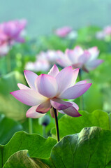 Obraz premium Blossoming lotus flowers