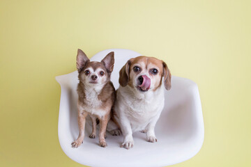 Two best puppy friends sit together in futuristic white chair for pet portraits on solid lemon yellow background