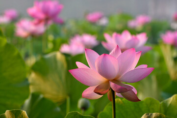 Blossoming lotus flowers